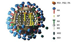 Représentation schématique du Virus grippal A